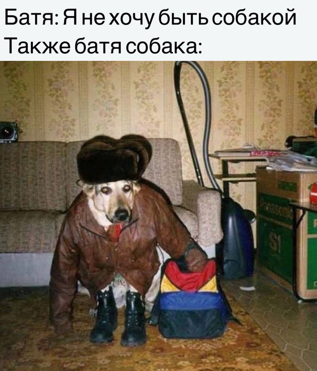 Батя: Я нехочу быть собакой Также батя собака: