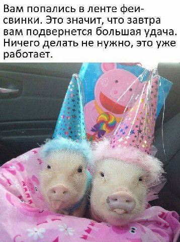 Вам попались в ленте феи- свинки. Это значит, что завтра вам подвернется большая удача Ничего делать не нужно, это уже работает.