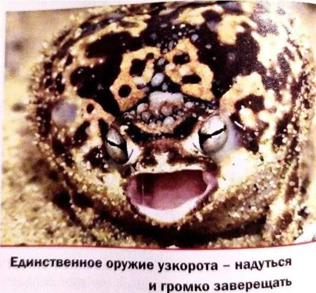 74 4 Единственное оружие узкорота надуться и громко заверещать