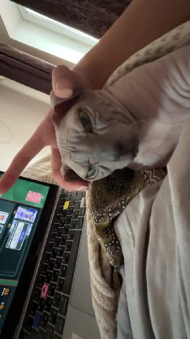 имеджин вислоухий кот
ему бы так пошло