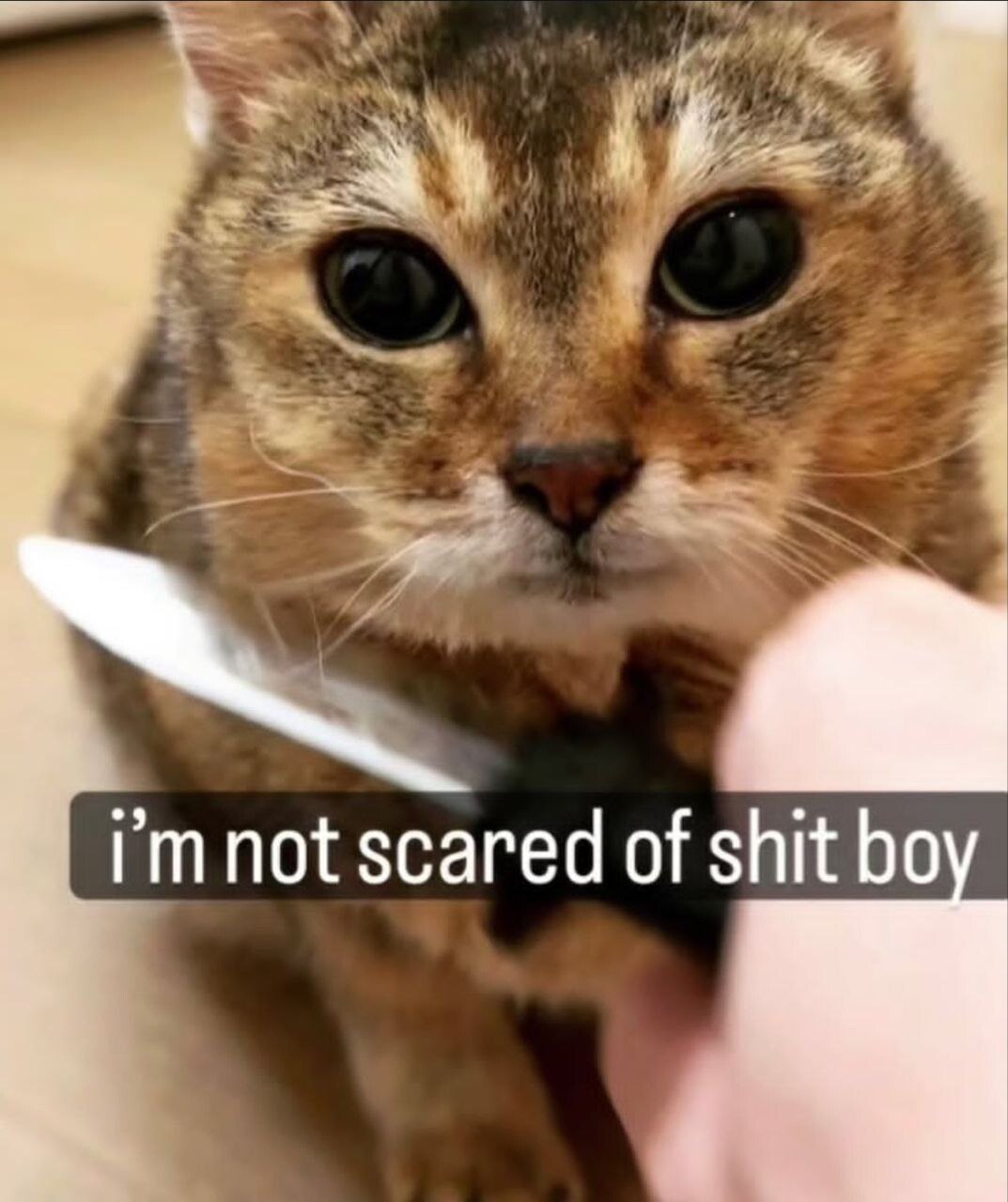 scared of shit