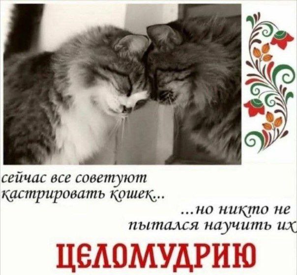 к сейчас все советуют кастрировать кошек... ...но никто не пытался научить ЦЕЛОМУДРИЮ