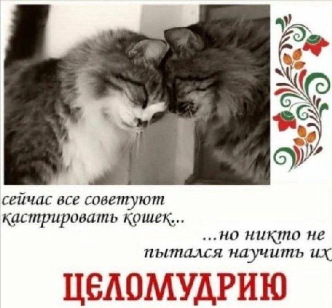 к сейчас все советуют кастрировать кошек... ...но никто не пытался научить ЦЕЛОМУДРИЮ