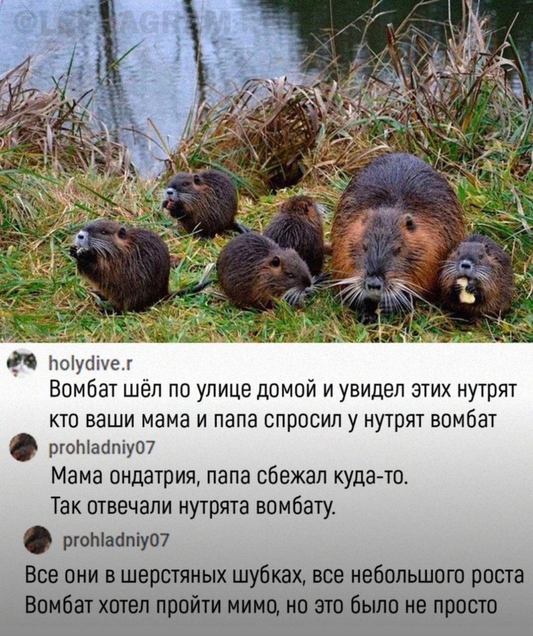 и и £9 4 holydive.r Вомбат шёл по улице домой и увидел этих нутрят кто ваши мама и папа спросил у нутрят вомбат prohladniyO7 Мама ондатрия, папа сбежал куда-то. Так отвечали нутрята вомбату. prohladni