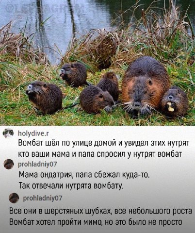 и и £9 4 holydive.r Вомбат шёл по улице домой и увидел этих нутрят кто ваши мама и папа спросил у нутрят вомбат prohladniyO7 Мама ондатрия, папа сбежал куда-то. Так отвечали нутрята вомбату. prohladni