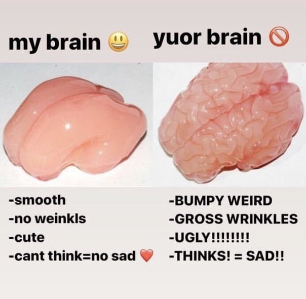 brain yuor brain SEF 4 у 7 -smooth -BUMPY WEIRD -no weinklis -GROSS WRINKLES -cute -cant think=no sad -THINKS! ЗАО!
