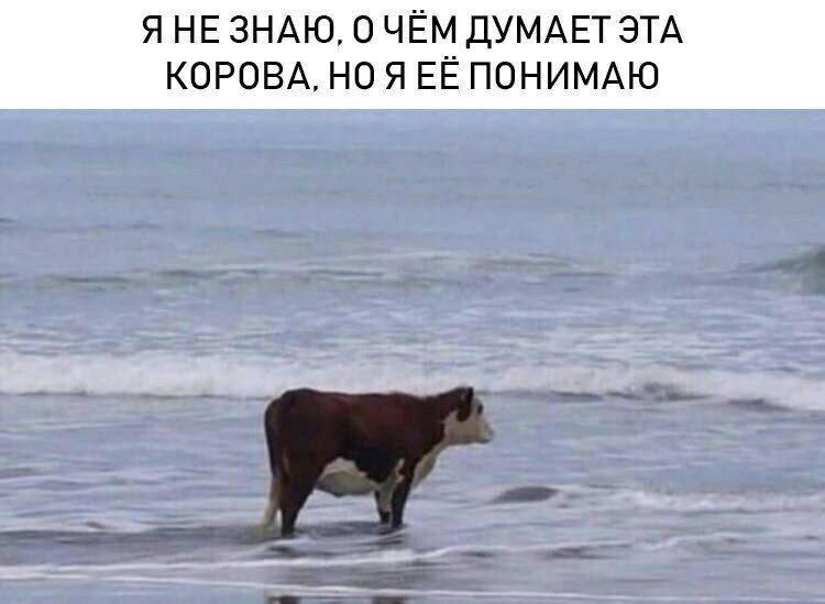 Я НЕ ЗНАЮ, О ЧЁМ ДУМАЕТ ЭТА КОРОВА, НО Я ЕЁ ПОНИМАЮ