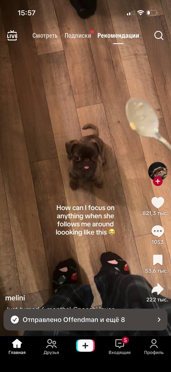 15:57 LIVE Смотреть Подписки Рекомендации а a How сап focus on anything when she Tee follows me around loooking like this 53,6 melini 222 тыс. отправлено Offendman и ещё 8 Главная Друзья Входящие Проф