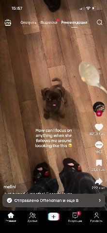 15:57 LIVE Смотреть Подписки Рекомендации а a How сап focus on anything when she Tee follows me around loooking like this 53,6 melini 222 тыс. отправлено Offendman и ещё 8 Главная Друзья Входящие Проф