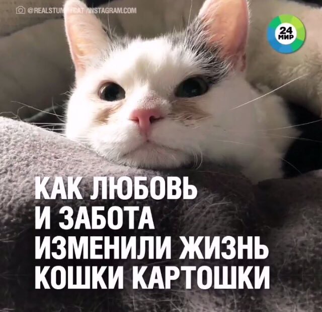 КАК ЛЮБОВЬ И ЗАБОТА ИЗМЕНИЛИ ЖИЗНЬ КОШКИ КАРТОШКИ