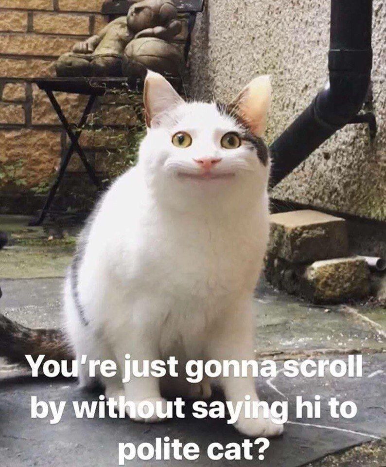 в A у У. You're just доппа зсгой without saying to 2 роще cat: