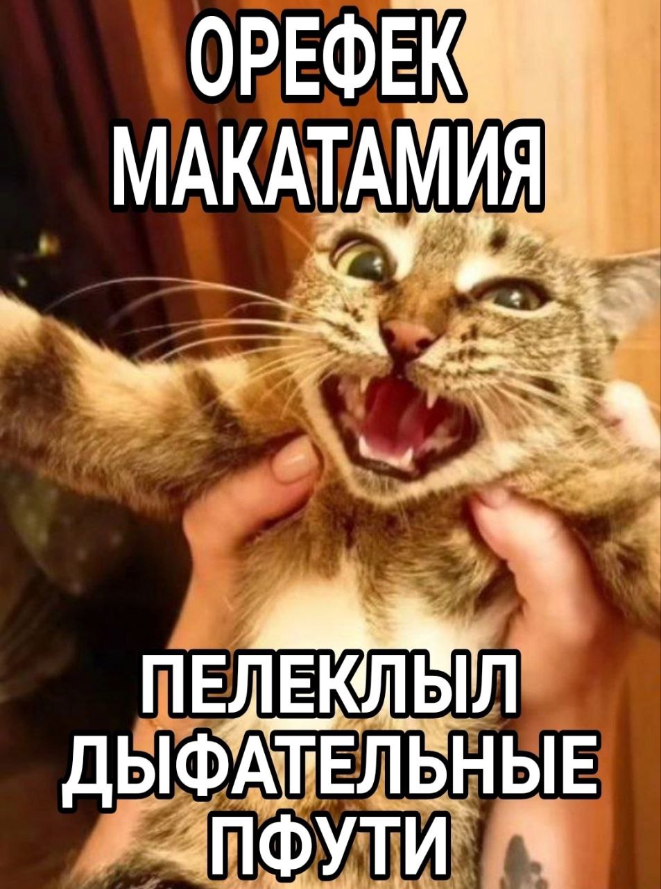 ОРЕФЕК МАКАТАМИЯ ДЫФАТЕЛЬНЫЕ