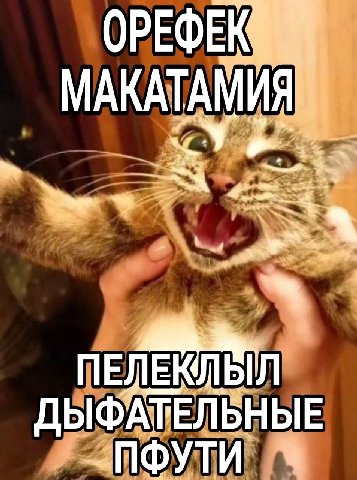 ОРЕФЕК МАКАТАМИЯ ДЫФАТЕЛЬНЫЕ