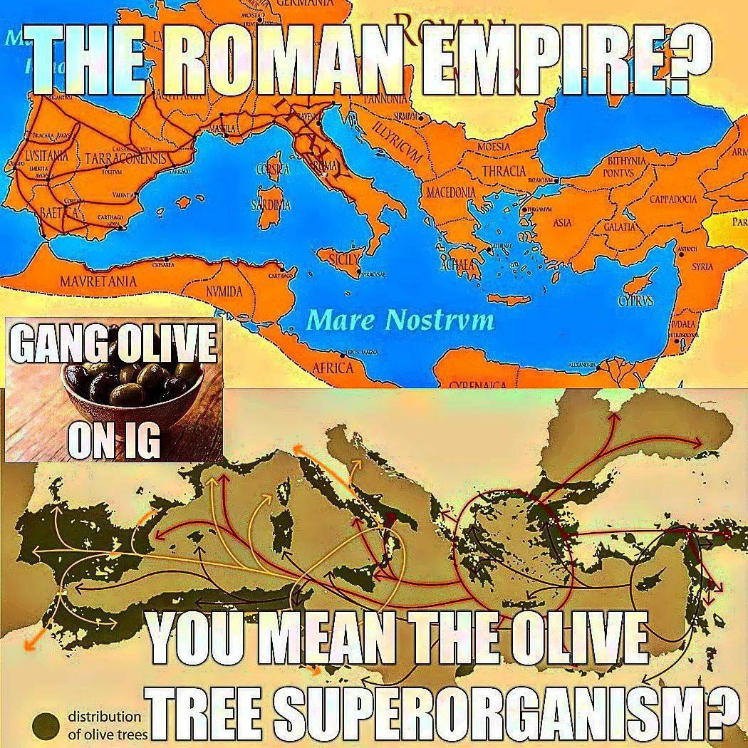 HE А. Nostrvm ANG OLIVE 0 grr on as AN) THE, LIV distribution of olive tree: ТВЕЕ