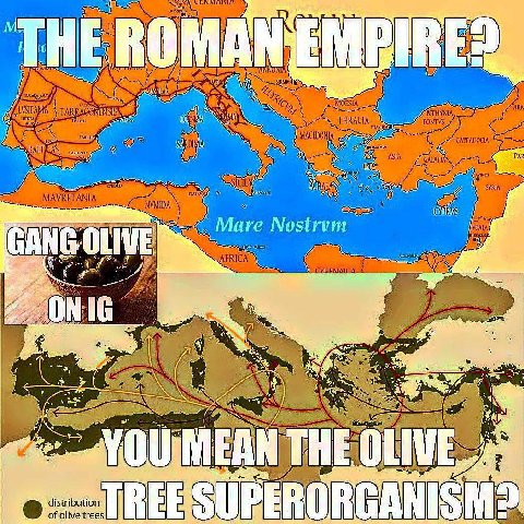 HE А. Nostrvm ANG OLIVE 0 grr on as AN) THE, LIV distribution of olive tree: ТВЕЕ