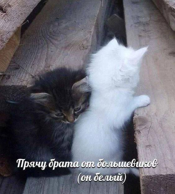 Прячу брата от большевиков (on дельи!)