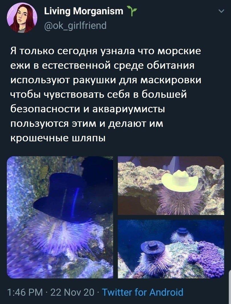 Living Morganism у и @ok_girlfriend Я только сегодня узнала что морские ежи в естественной среде обитания используют ракушки для маскировки чтобы чувствовать себя в большей безопасности и аквариумисты