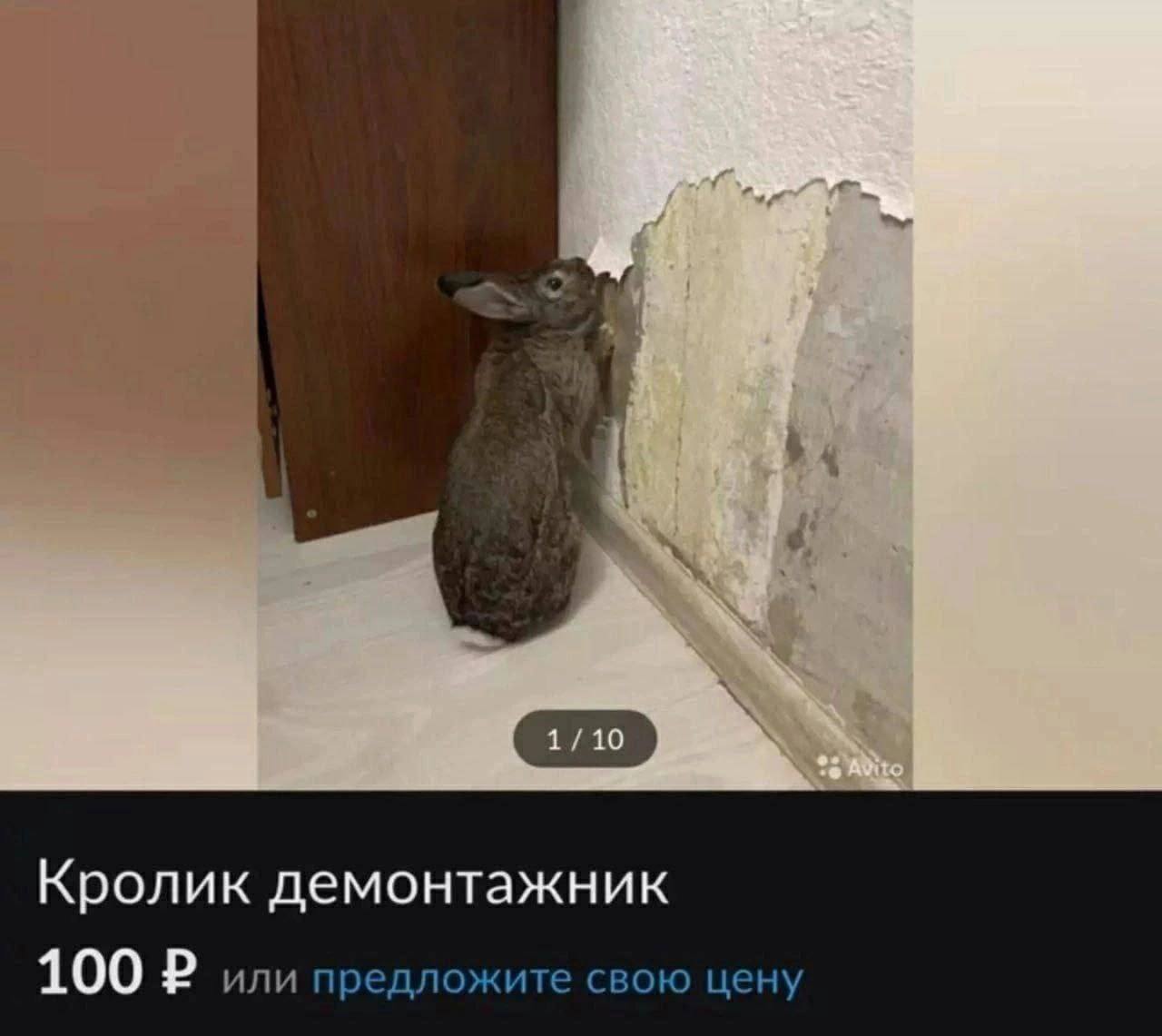 Кролик демонтажник 100 в или предложите свою цену