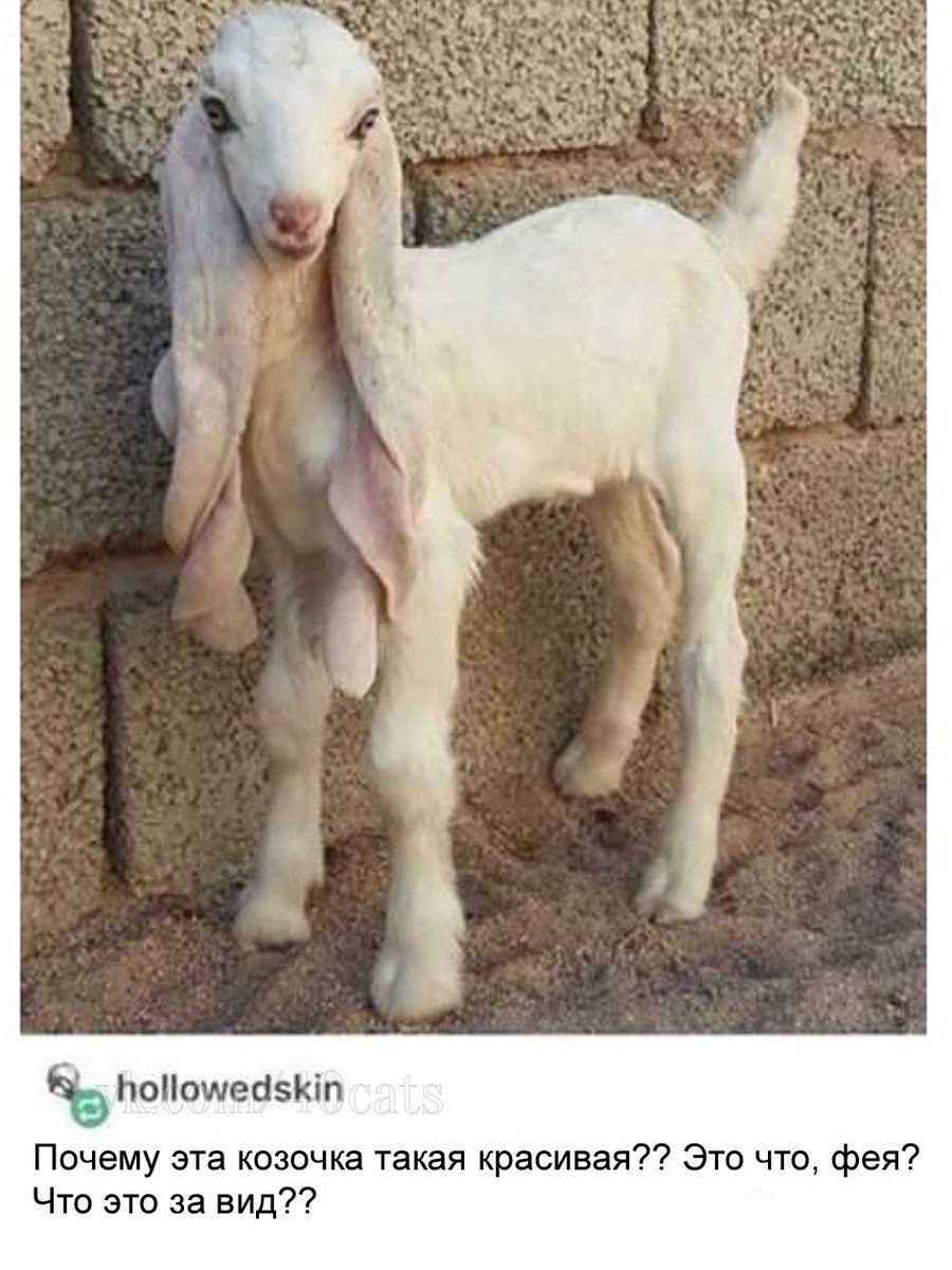 aN К hollowedskin Почему эта козочка такая красивая?? Это что, фея? Что это за вид??