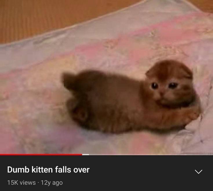 Dumb kitten falls over views ago