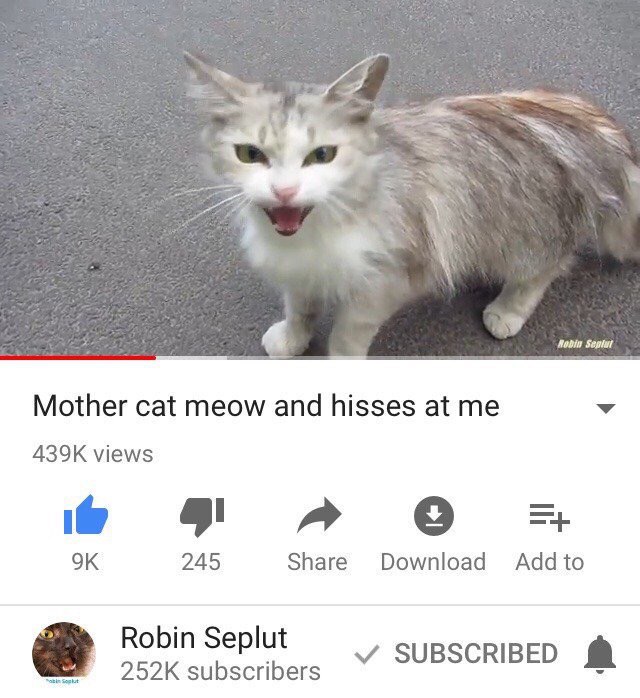 Mother cat meow and hisses at me views a 4 245 Share Download Robin Seplut У SUBSCRIBED subscribers
