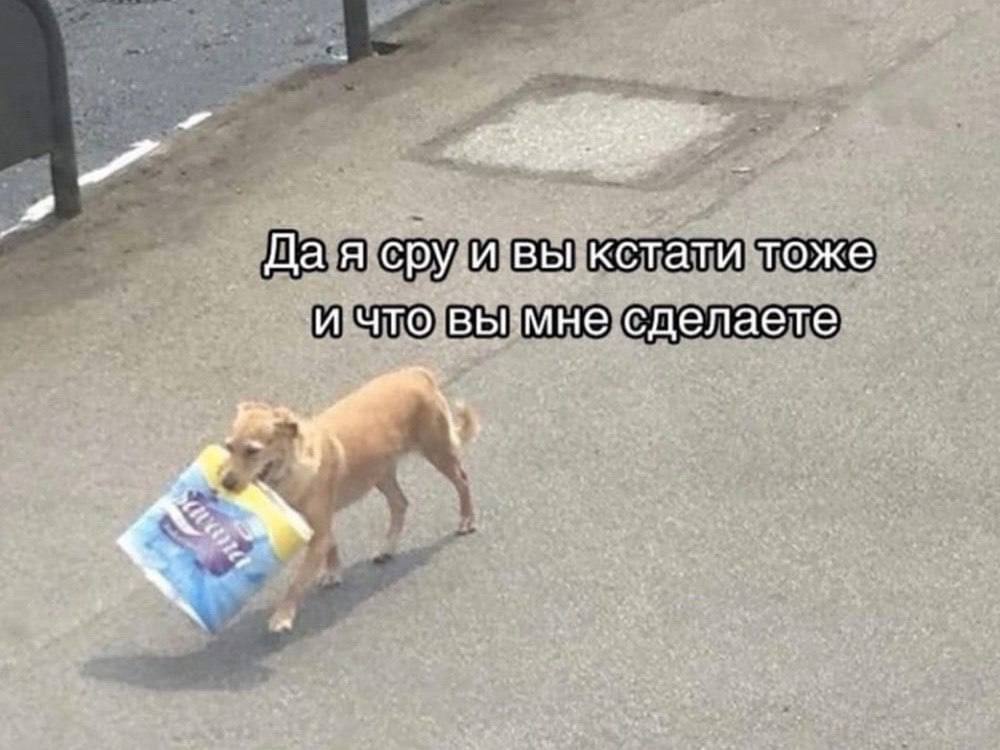 Я раньше: стыдливо прячу туалетную бумагу в пакет, который не просвечивается, чтобы никто не видел

Я сейчас: