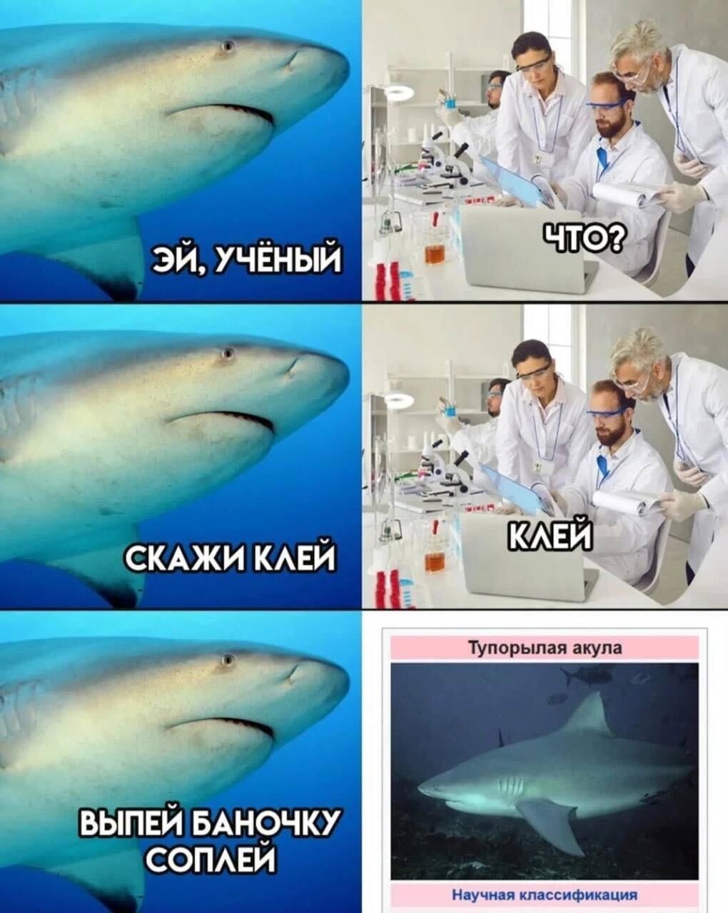 a УЧЁНЫЙ 7. СКАЖИ КЛЕЙ А ВЫПЕЙ БАНОЧКУ СОПЛЕЙ Научная классификация
