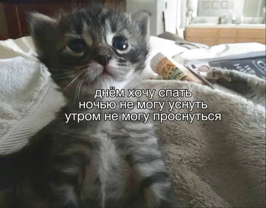 днём хочу спать ночью не могу уснуть утром не могу проснуться