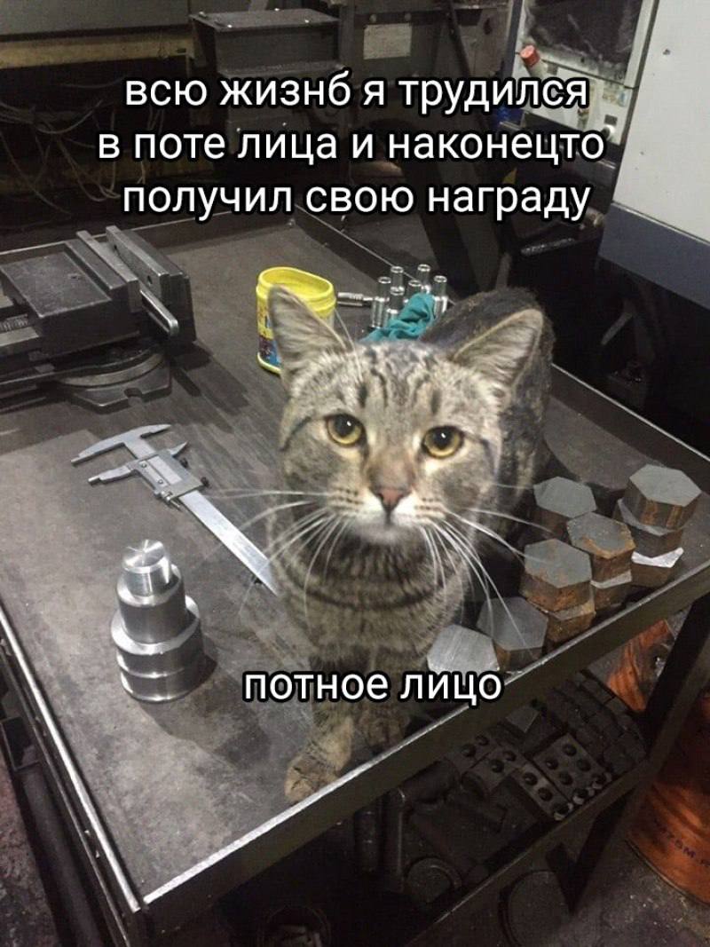 всю жизнб я трудился в поте лица и наконецто` получил свою награду потное лицо