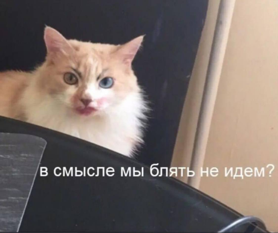 в смысле мы блять не идем?