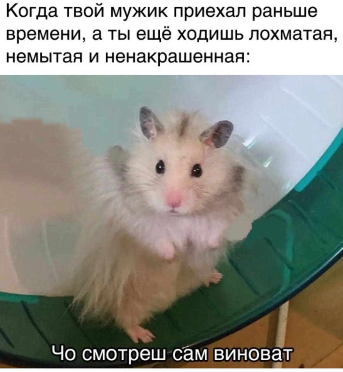 Когда твой мужик приехал раньше времени, а ты ещё ходишь лохматая, немытая и ненакрашенная: смотреш сам виноват