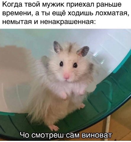 Когда твой мужик приехал раньше времени, а ты ещё ходишь лохматая, немытая и ненакрашенная: смотреш сам виноват