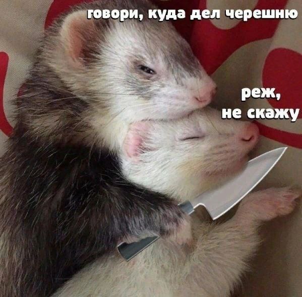 говори, куда дел черешню реж, не скажу