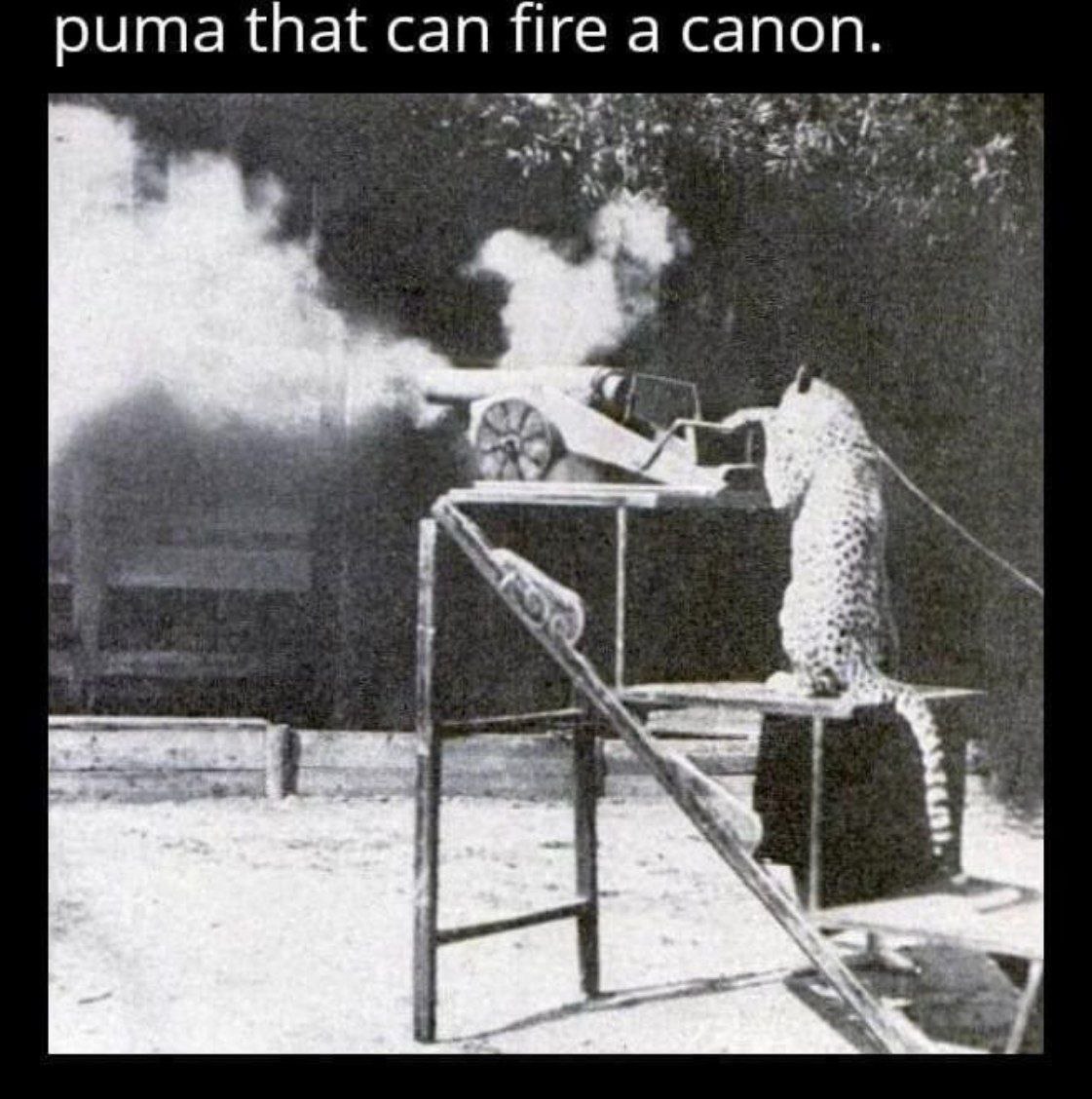 puma that can fire a canon.