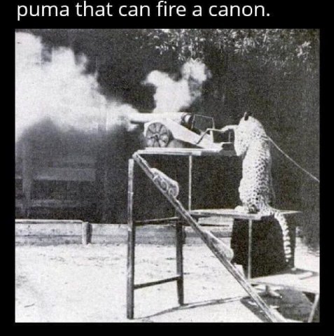puma that can fire a canon.