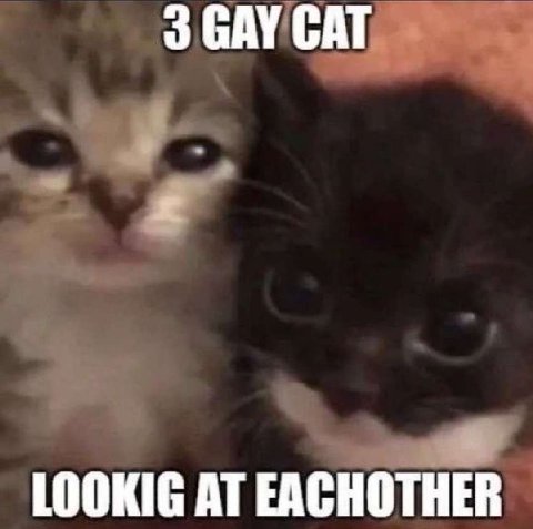 3 GAY CAT LOOKIG AT EACHOTHER