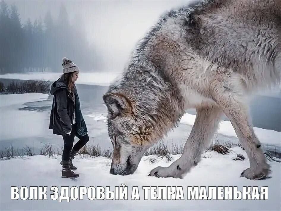ВОЛК ЗДОРОВ