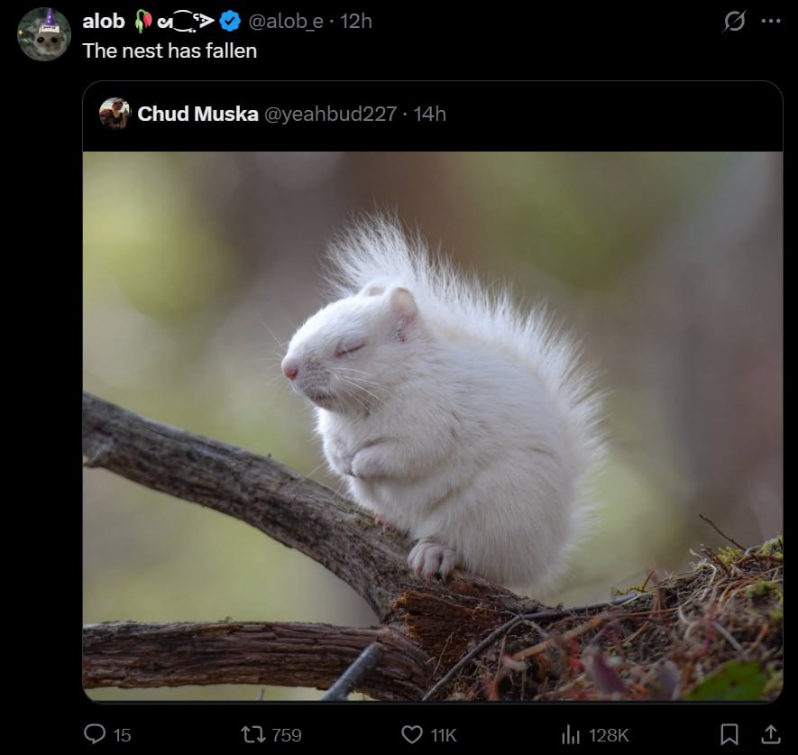 The nest has fallen Chud Muska