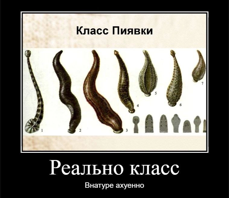 Класс Пиявки Реально класс Внатуре ахуенно