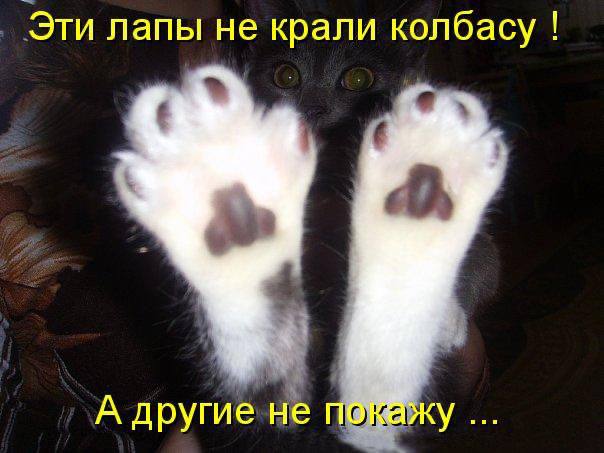 Эти лапы не крали колбасу А другие не