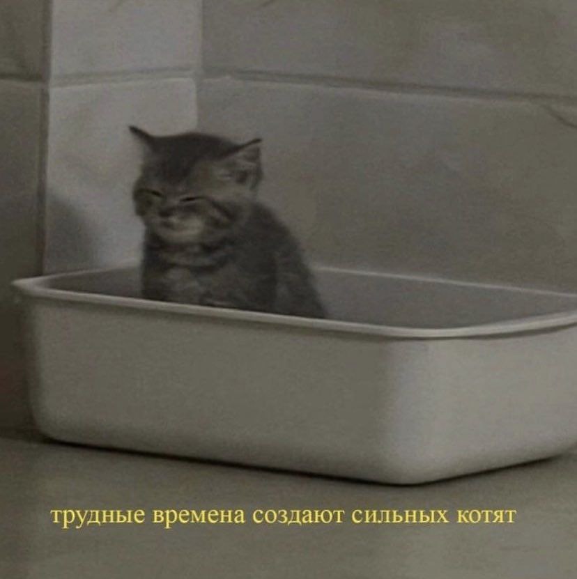 трудные времена создают сильных котят