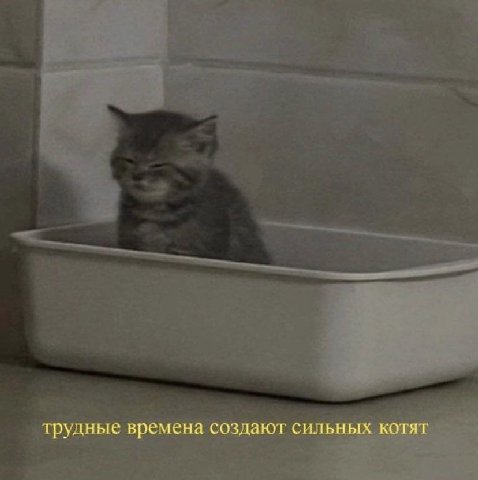 трудные времена создают сильных котят