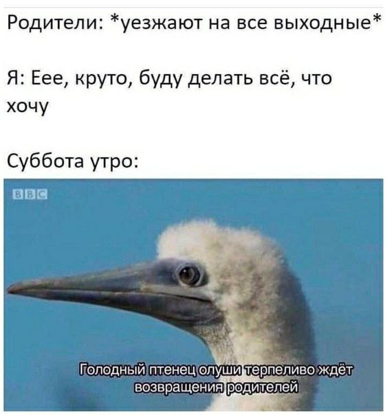 Родители: *уезжают на все выходные* Я: Еее, круто, буду делать всё, что хочу Суббота утро: ony возвращения родителей