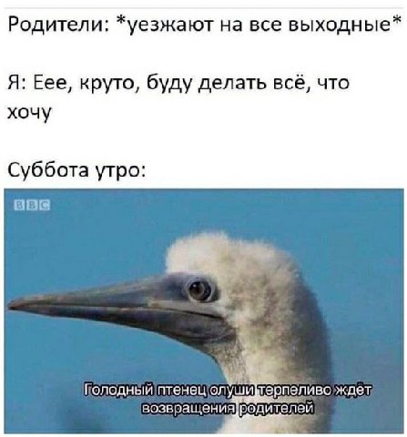 Родители: *уезжают на все выходные* Я: Еее, круто, буду делать всё, что хочу Суббота утро: ony возвращения родителей