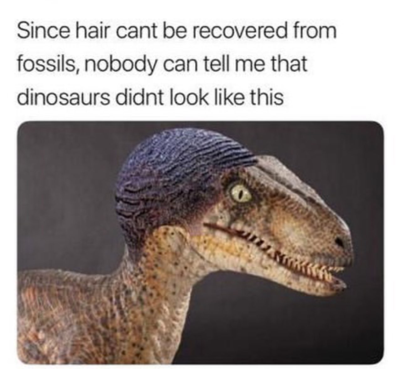 Since hair cant be recovered from fossils, nobody can tell me that dinosaurs didnt look like this