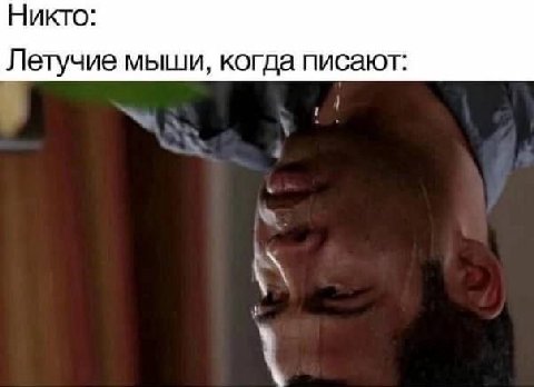 Никто: Летучие мыши, когда писают: