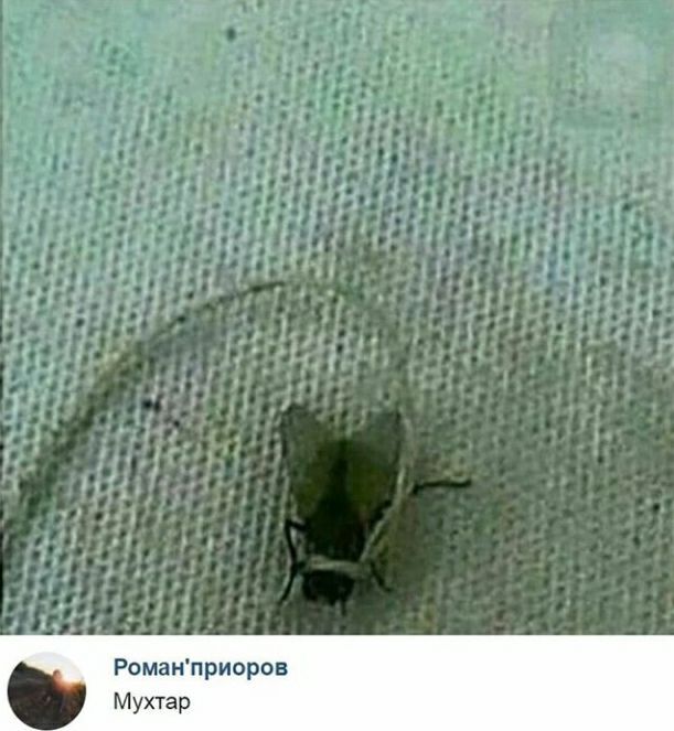 Роман'приоров Мухтар