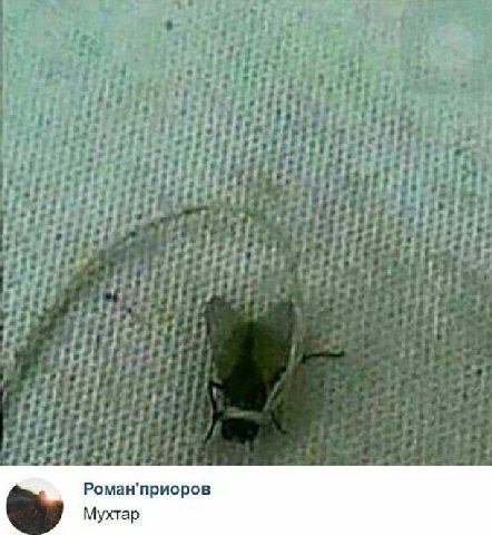 Роман'приоров Мухтар