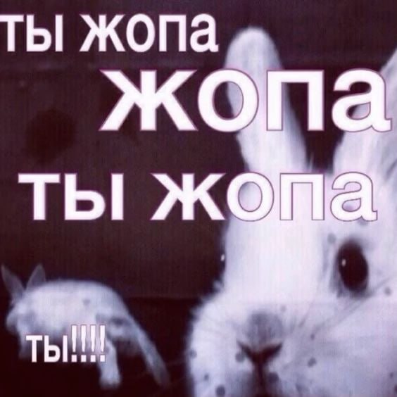 ты жопа жопа ТЫ