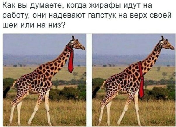 Как вы думаете, когда жирафы идут на работу, они надевают галстук на верх своей шеи или на низ?